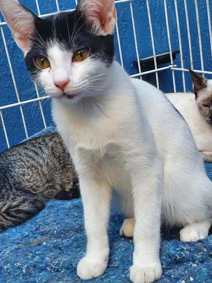 Gato raça SRD idade 2 a 6 meses nome FELÍCIO FRAJOLA