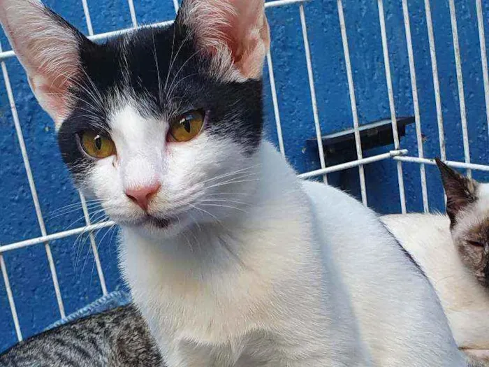 Gato raça SRD idade 2 a 6 meses nome FELÍCIO FRAJOLA