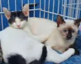 Gato raça SRD idade 2 a 6 meses nome FELÍCIO E FIORELA