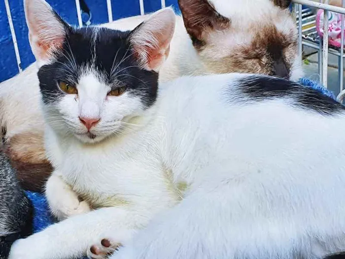 Gato raça SRD idade 2 a 6 meses nome FELÍCIO E FIORELA