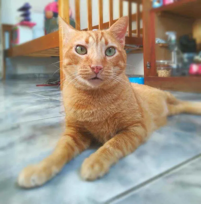 Gato ra a srd idade 4 anos nome Matheus