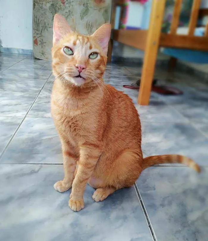 Gato ra a srd idade 4 anos nome Matheus