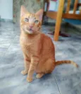 Matheus
