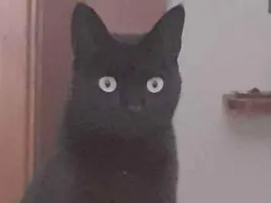 Gato raça Srd idade 4 anos nome Sarasvati