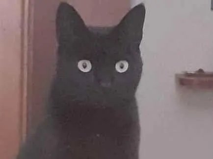 Gato ra a Srd idade 4 anos nome Sarasvati