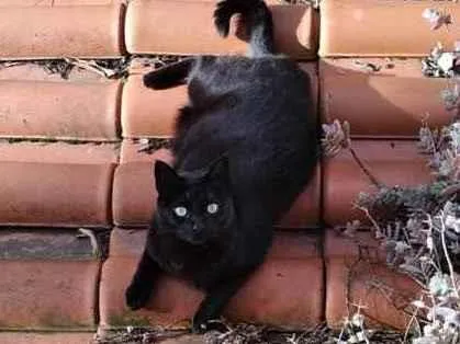 Gato ra a Srd idade 4 anos nome Kali