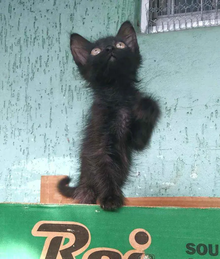 Gato ra a srd idade 2 a 6 meses nome Ninna