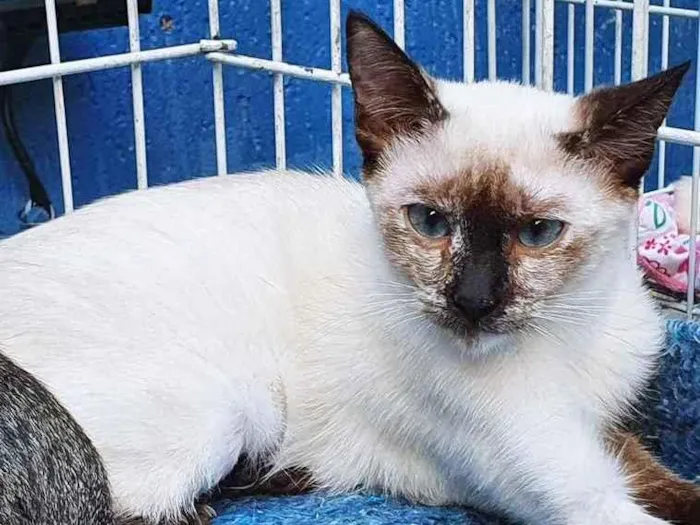 Gato raça SIAMES (MESTIÇO) idade 2 a 6 meses nome FIORELA MIX