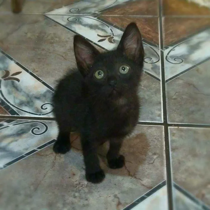 Gato ra a srd idade 2 a 6 meses nome Ninna
