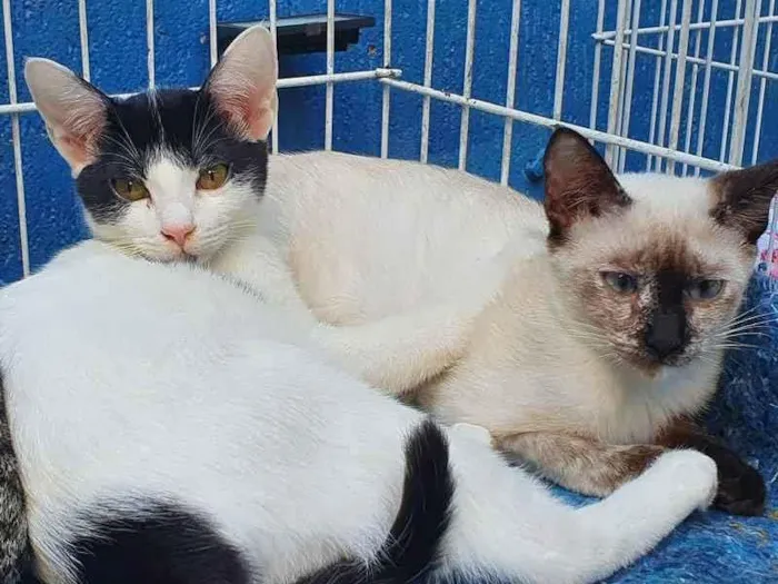 Gato raça SRD idade 2 a 6 meses nome FELÍCIO E FIORELA