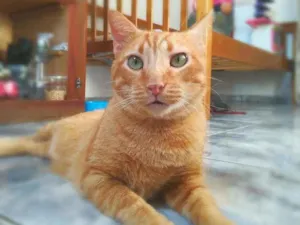 Gato raça srd idade 4 anos nome Matheus