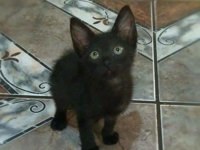 Gato ra a srd idade 2 a 6 meses nome Ninna