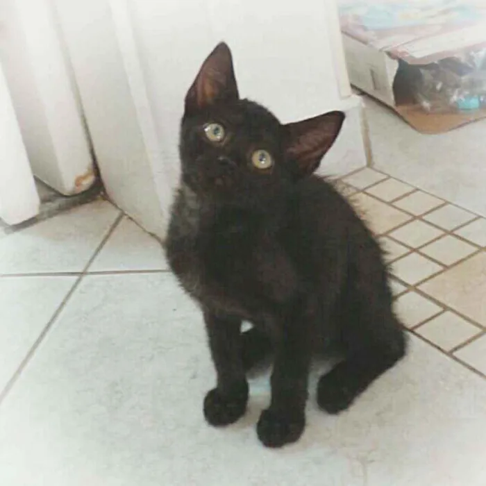 Gato ra a srd idade 2 a 6 meses nome Ninna