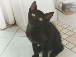 Gato raça srd idade 2 a 6 meses nome Ninna