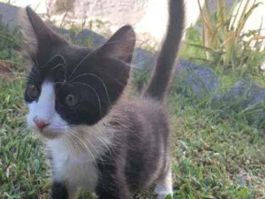 Gato raça Srd idade 2 a 6 meses nome Rosinha