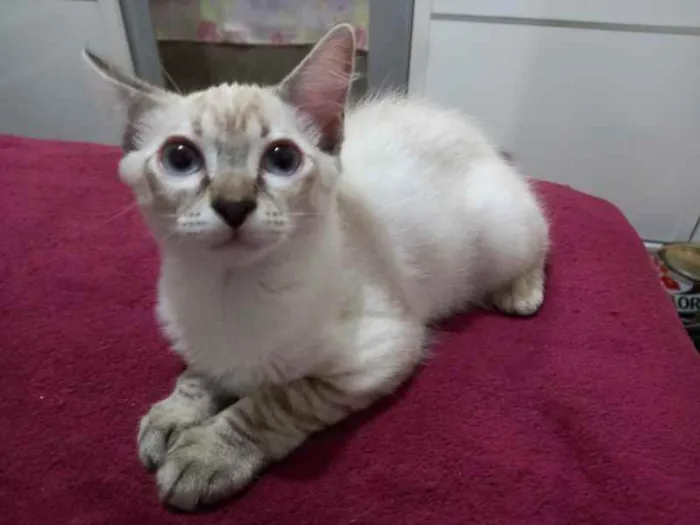 Gato raça SRD idade 2 a 6 meses nome Marilia 