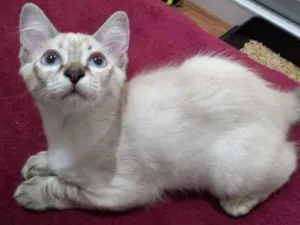 Gato raça SRD idade 2 a 6 meses nome Marilia 