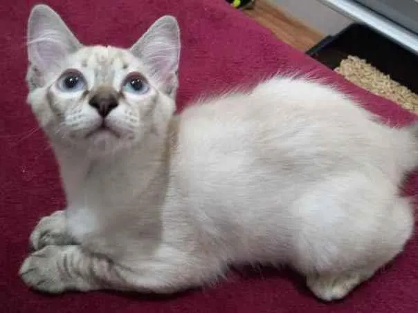 Gato raça SRD idade 2 a 6 meses nome Marilia 