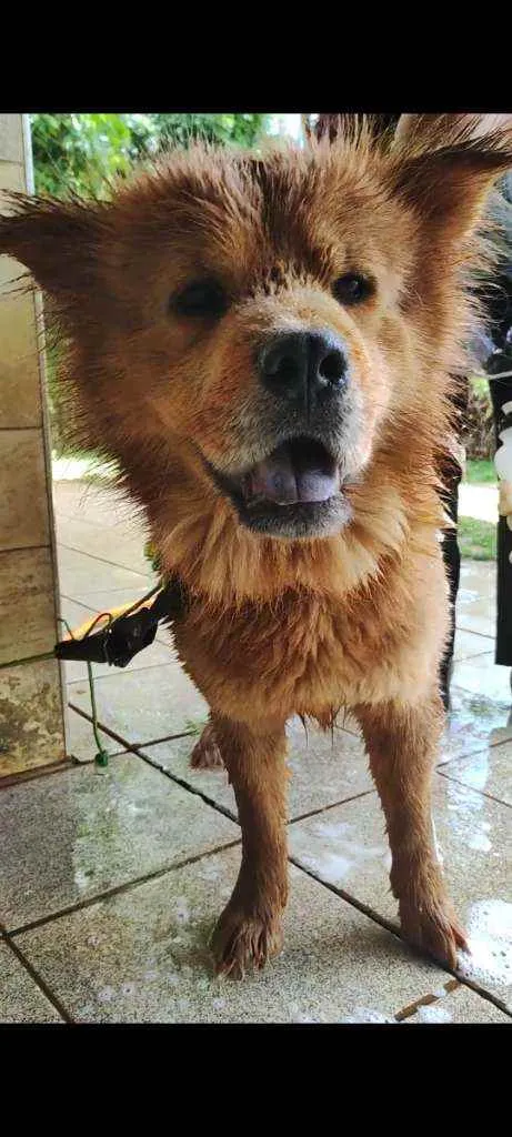Cachorro raça Chow Chow idade 2 anos nome Bastião 