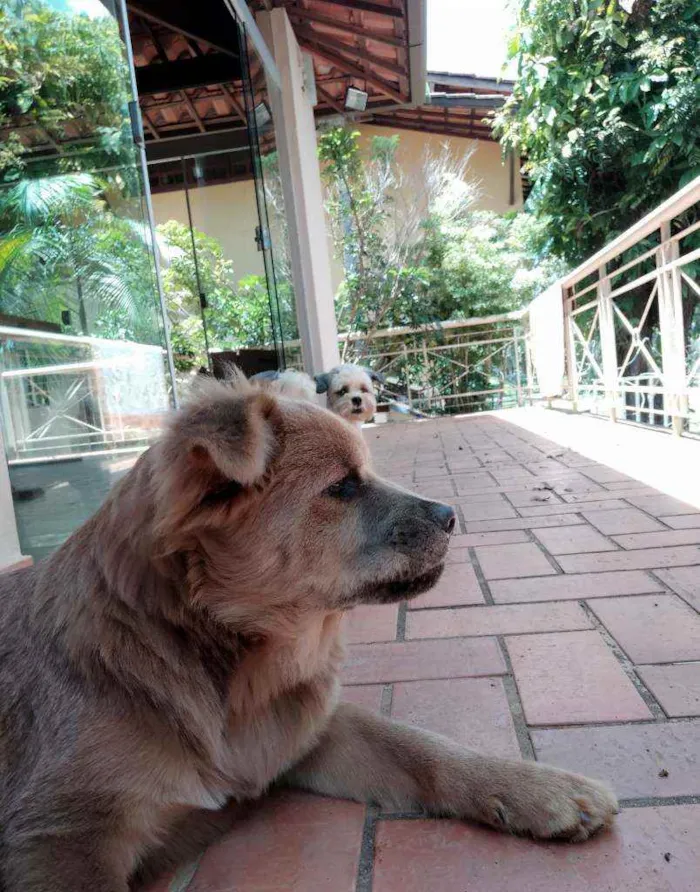 Cachorro raça Chow Chow idade 2 anos nome Bastião 