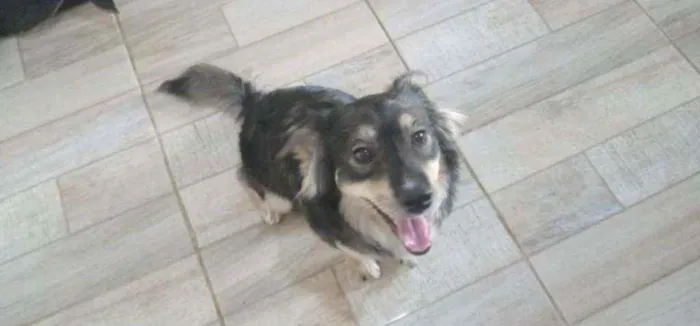 Cachorro ra a SRD idade 1 ano nome Paco