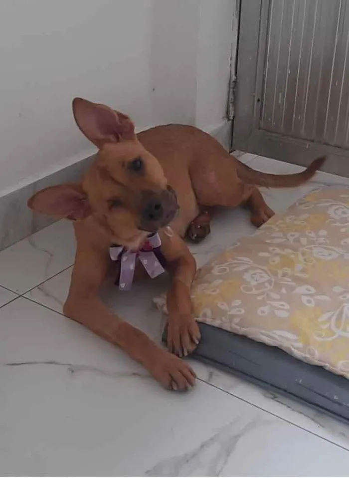 Cachorro ra a SRD idade 1 ano nome Lara