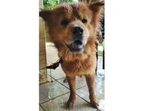 Cachorro raça Chow Chow idade 2 anos nome Bastião 