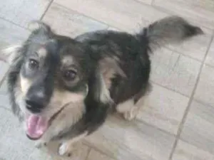 Cachorro raça SRD idade 1 ano nome Paco