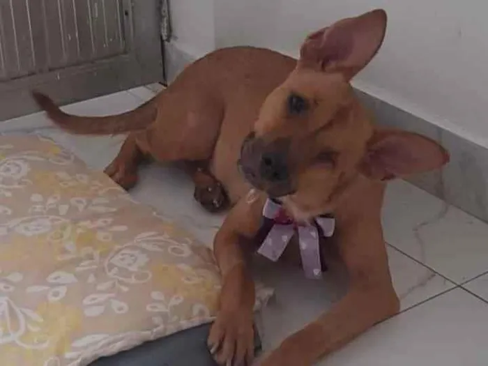 Cachorro ra a SRD idade 1 ano nome Lara