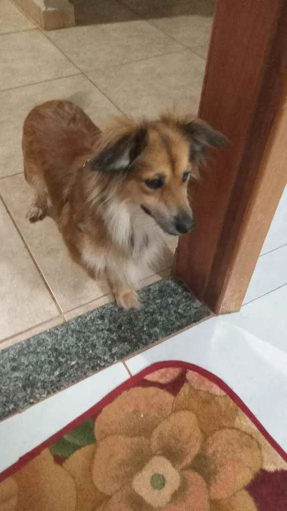 Cachorro raça Raça misturada, não sabemos idade 1 ano nome Xuxa 