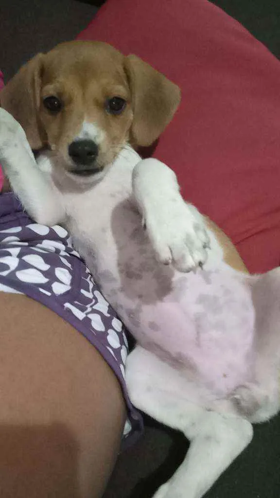 Cachorro ra a Vira Lata  idade 2 a 6 meses nome Nenem