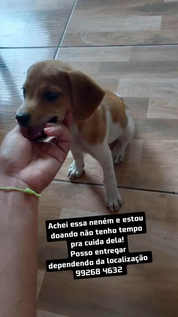 Cachorro ra a Vira Lata  idade 2 a 6 meses nome Nenem