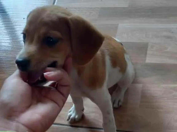 Cachorro ra a Vira Lata  idade 2 a 6 meses nome Nenem