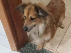 Cachorro raça Raça misturada, não sabemos idade 1 ano nome Xuxa 