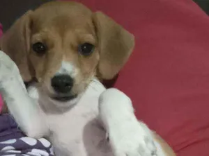 Cachorro raça Vira Lata  idade 2 a 6 meses nome Nenem