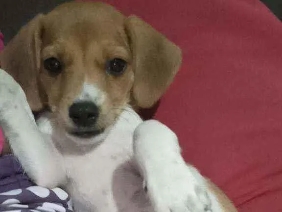 Cachorro ra a Vira Lata  idade 2 a 6 meses nome Nenem