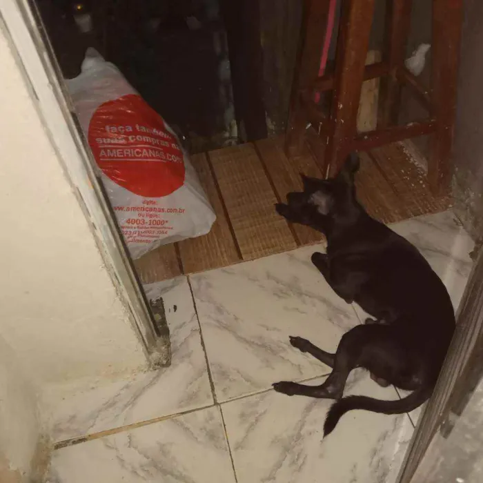 Cachorro raça Pinscher  idade 7 a 11 meses nome Mika