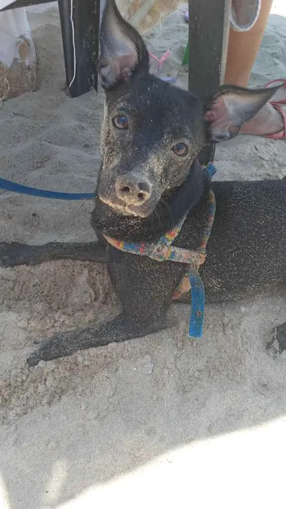 Cachorro raça Pinscher  idade 7 a 11 meses nome Mika