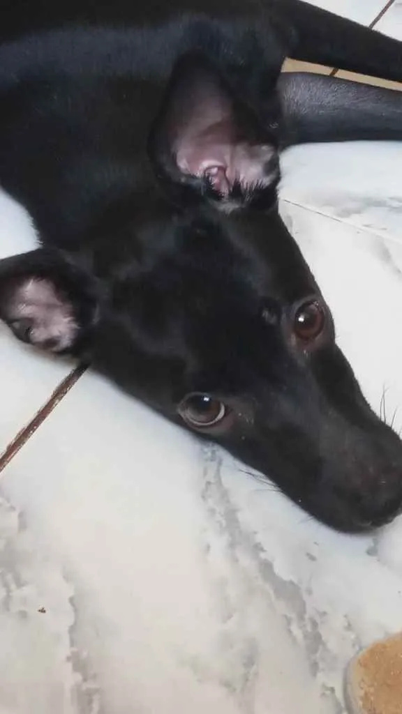 Cachorro raça Pinscher  idade 7 a 11 meses nome Mika
