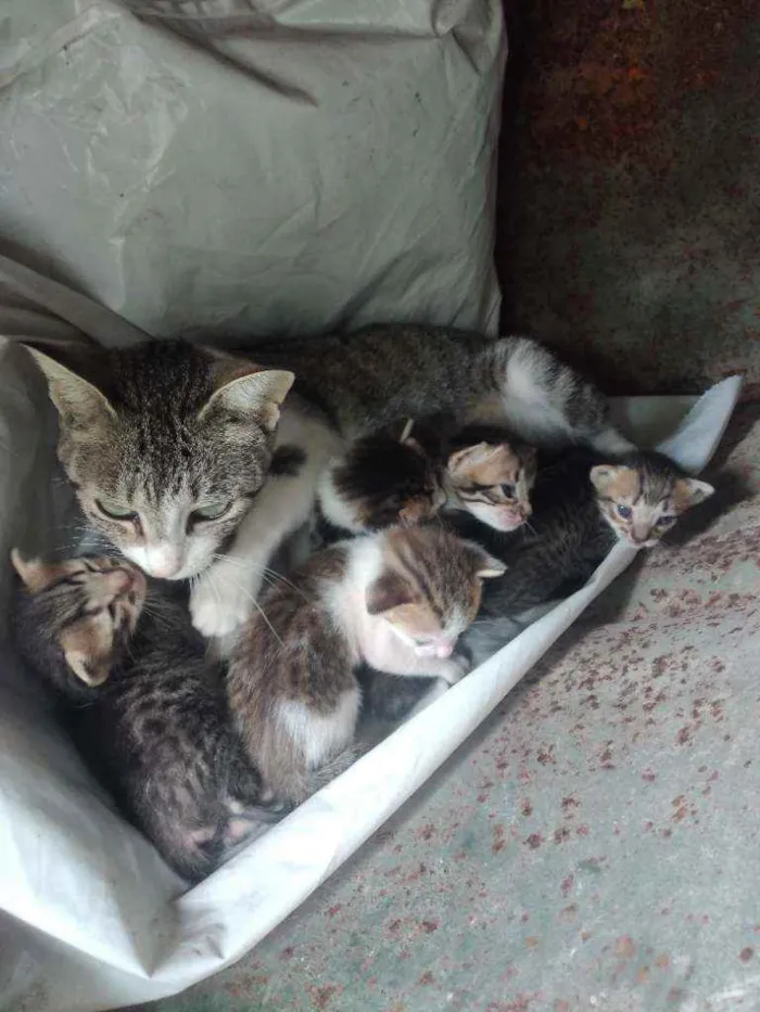 Gato ra a Indefinido idade Abaixo de 2 meses nome Mimi