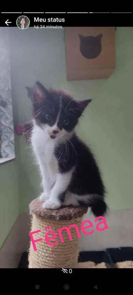 Gato raça SRD idade 2 a 6 meses nome Sem nome definido 