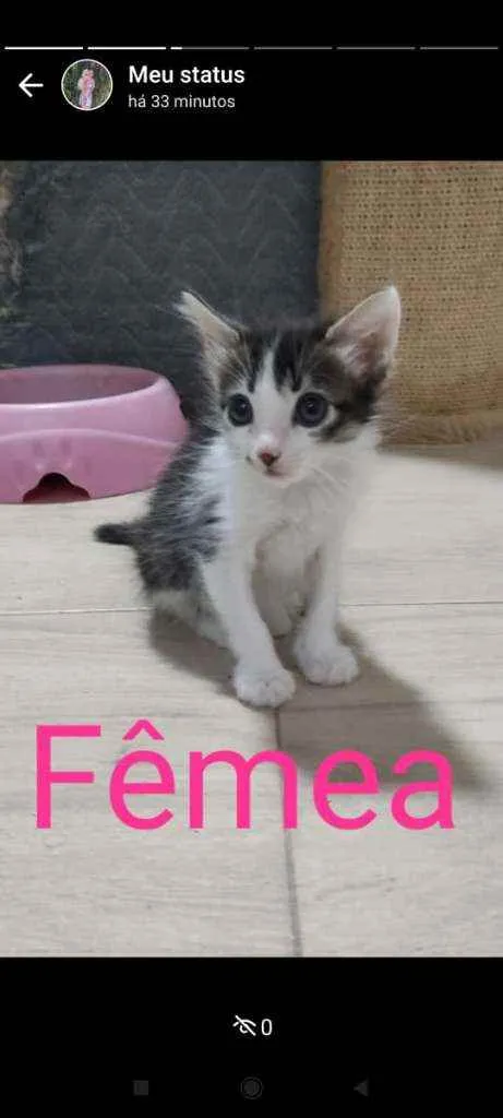 Gato raça SRD idade 2 a 6 meses nome Sem nome definido 