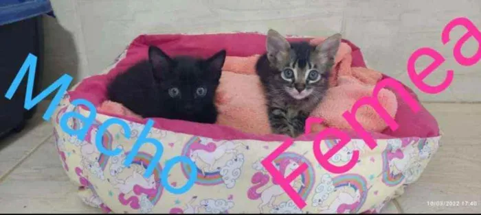 Gato raça SRD idade 2 a 6 meses nome Sem nome definido 