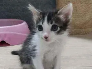 Gato raça SRD idade 2 a 6 meses nome Sem nome definido 