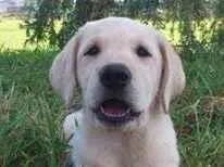 Cachorro raça Labrador idade 1 ano nome marlei GRATIFICA