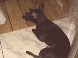 Cachorro raça Pinscher  idade 7 a 11 meses nome Mika
