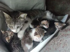 Gato raça Indefinido idade Abaixo de 2 meses nome Mimi