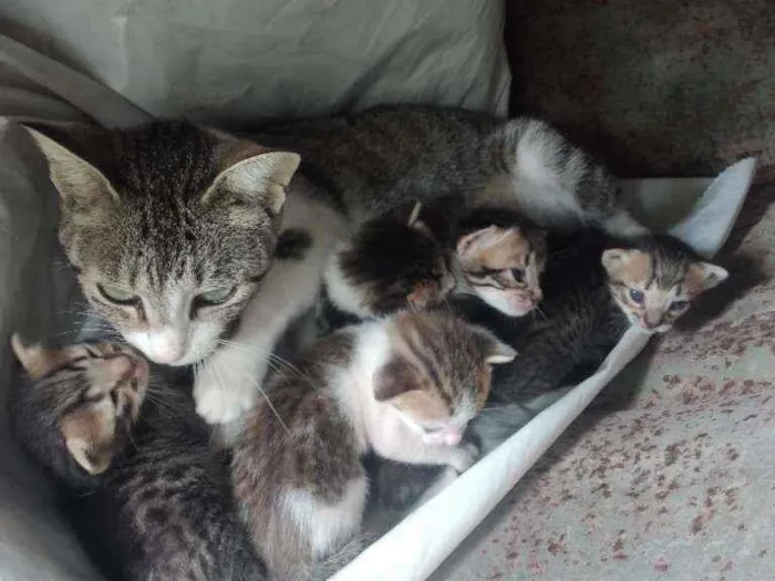 Gato ra a Indefinido idade Abaixo de 2 meses nome Mimi