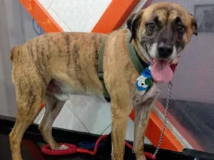Cachorro raça SRD idade 3 anos nome Miro