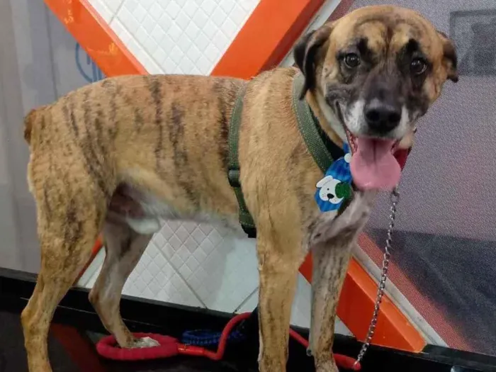 Cachorro raça SRD idade 3 anos nome Miro